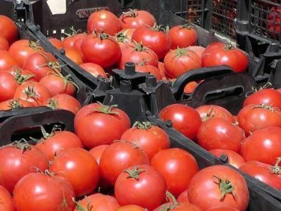 برداشت گوجه فرنگی از مزارع شمال فارس