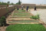 ایجاد ۸ باغچه تولید محصولات سالم ویژه بانوان در مرودشت