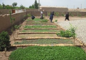 ایجاد ۸ باغچه تولید محصولات سالم ویژه بانوان در مرودشت