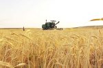 برداشت جو از ۱۰ هزار هکتار مزارع شهرستان اقلید