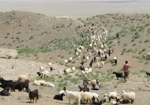 توزیع ۸۲۰۰ تن علوفه بین دامداران عشایری فارس