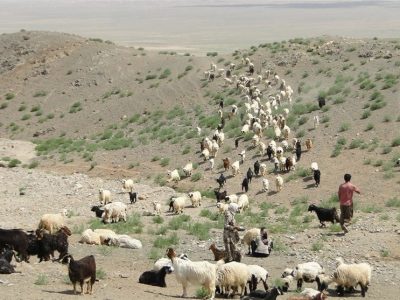 توزیع ۸۲۰۰ تن علوفه بین دامداران عشایری فارس