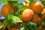 تولید آلوبخارا در بوانات