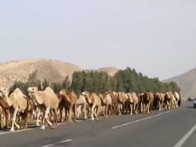 کوچ عشایر پرورش دهنده شتر از جنوب فارس