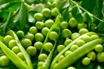 برداشت نخود فرنگی از مزارع کوار
