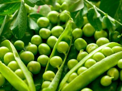 برداشت نخود فرنگی از مزارع کوار