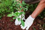 بهرمندی باغداران مرودشتی از یارانه نهال