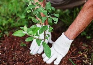 بهرمندی باغداران مرودشتی از یارانه نهال