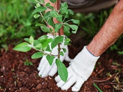 بهرمندی باغداران مرودشتی از یارانه نهال