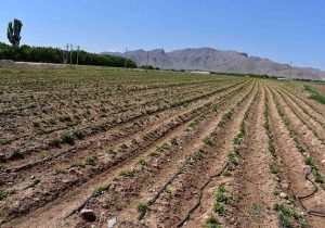 کاشت سیب زمینی در شهرستان اقلید