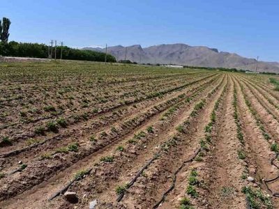 کاشت سیب زمینی در شهرستان اقلید