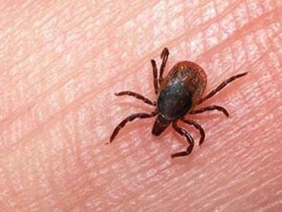 فوت بیمار مبتلا به تب کریمه کنگو در فارس