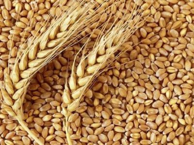 ظرفیت ذخیره‌سازی گندم فارس به یک‌میلیون و ۷۰۰ هزار تن رسید
