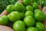 این افراد هرگز گوجه سبز نخورند | ۹ خاصیت شگفت‌انگیز گوجه سبز