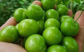 گوجه سبز فارس راهی بازار
