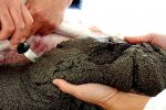 استحصال ۲۰۰ کیلوگرم خاویار از مزرعه استهبان
