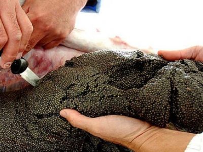 استحصال ۲۰۰ کیلوگرم خاویار از مزرعه استهبان