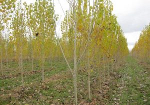 اجرای طرح زراعت چوب در اقلید