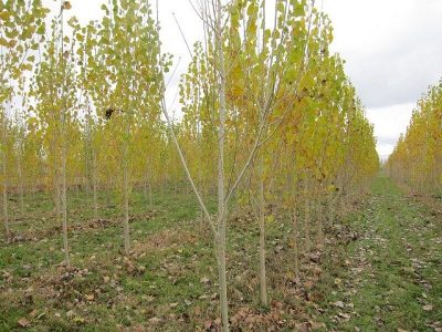 اجرای طرح زراعت چوب در اقلید