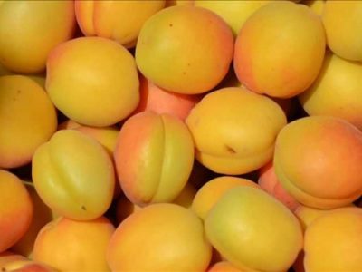 برداشت زردآلو و شلیل در نی‌ریز