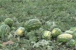 آغاز برداشت هندوانه از جنوب فارس