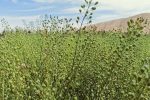 تولید کاملینا در درودزن