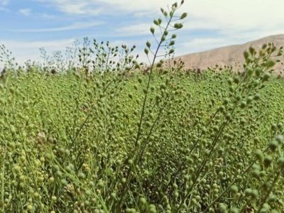تولید کاملینا در درودزن
