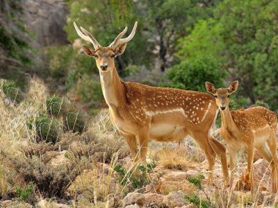 لحظات نفسگیر عبور بچه گوزن از رودخانه