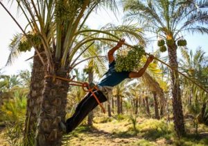 خوشه بندی درختان خرما در قیروکارزین