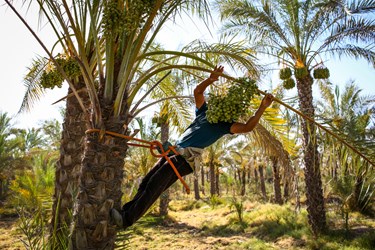 خوشه بندی درختان خرما در قیروکارزین