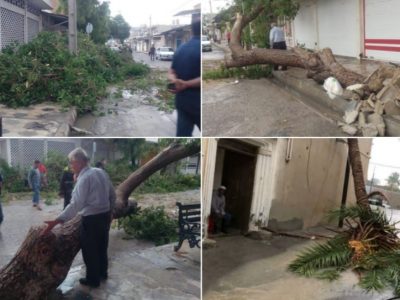 شکسته شدن بیش از ۵۰ درخت بر اثر وزش باد
