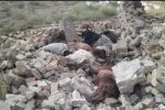 تلف شدن ۳۰ راس گوسفند در وزش تندباد در زرین دشت