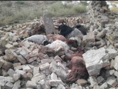 تلف شدن ۳۰ راس گوسفند در وزش تندباد در زرین دشت