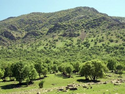 جنگل‌های فارس ذخیره‌گاه ژنتیکی ارزشمند در کشور