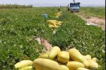 آغاز برداشت خربزه در ارسنجان