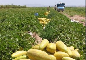 آغاز برداشت خربزه در ارسنجان