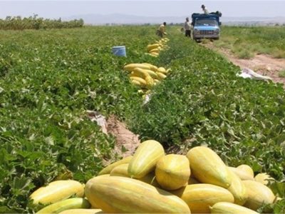 آغاز برداشت خربزه در ارسنجان