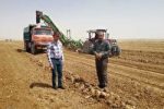 افزایش ۲ برابری تولید چغندرقند پاییزه در فسا