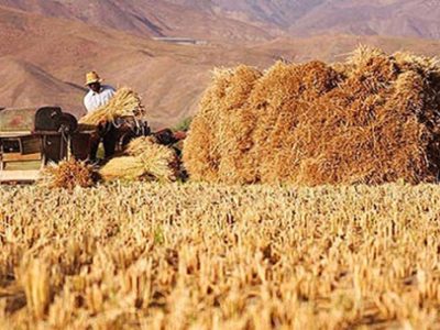 تولید ۶۰ هزار تن کاه و کلش در اقلید