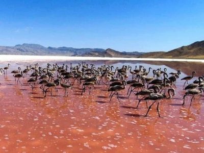توان افزایی روستاییان ساکن در حاشیه تالاب بختگان این بار با همکاری ژاپنی ها