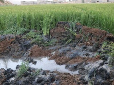 امحای مزرعه آلوده برنج در شیراز