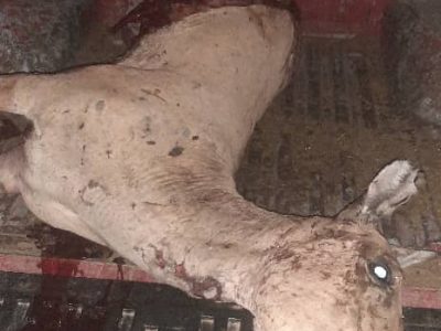 گور خر نادر، در برخورد با پژو تلف شد