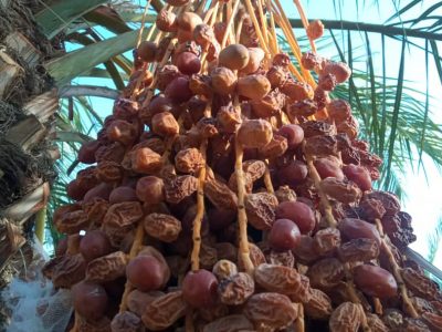 ۱۸ هزار تن انواع خرمای  در جهرم خسارت دید