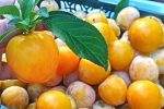 آغاز برداشت آلو بخارای دیم از باغ‌های نی‌ریز