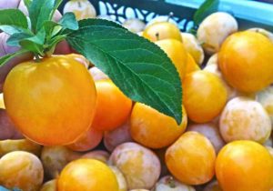 آغاز برداشت آلو بخارای دیم از باغ‌های نی‌ریز
