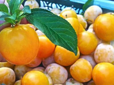 آغاز برداشت آلو بخارای دیم از باغ‌های نی‌ریز