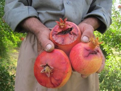 مگس مدیترانه‌ای در کمین انارستان‌های فارس