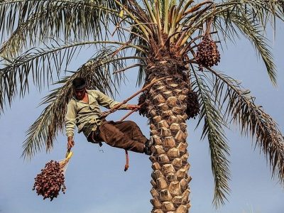 آغاز برداشت خرما در خنج