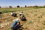 آغاز برداشت پیاز در شهرستان آباده
