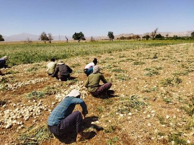 برداشت پیاز از مزارع جهرم